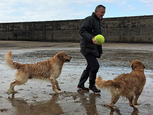 Amirene Golden Retrievers